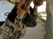 Necesitamos llevarlos madrid esta semana