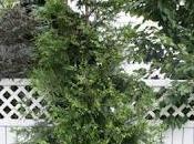 Thuja (standishii plicata)