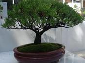 Bienal Bonsái Habana