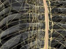 Prometedor avance células madre pacientes lesiones médula espinal