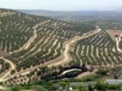 “Irse Cerros Úbeda”