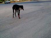 galgo pata abandonado murcia