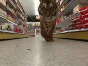 Descubriendo comportamiento animal