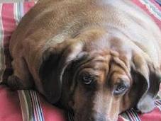 perro salchicha gordo mundo: pesa 35kg