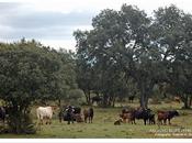 Parque temático dehesa mediterránea Ronda
