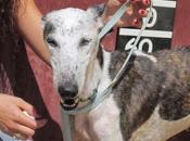 Cornelia, galga maltratada busca hogar.