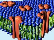 Viroporinas: llave viral interior celular