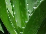 Propiedades aloe vera