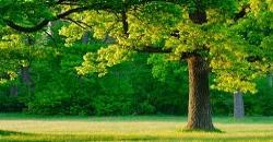 Hacer debido