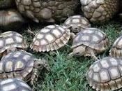 "Tortugas"