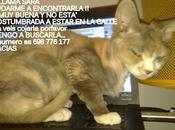 Gata perdida, buscan llama SARA) Barcelona.