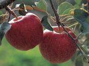 Razones para comer manzanas
