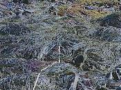 desaparición bosques algas