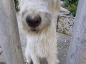 Urge acogida para perrito abandonado cerca carretera (Murcia)‏