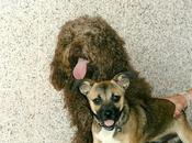 Querido rufo