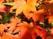 otoño trae