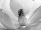 Imogen Cunningham Fundación Mapfre
