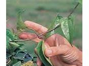 Guaco, eficaz expectorante contra