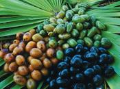 Sabal Palmetto