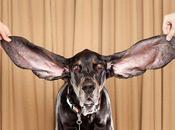 perro orejas largas mundo