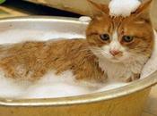 Como bañar gato