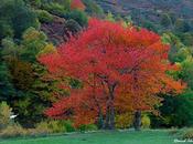 otoño robaron