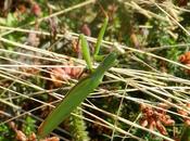 Mantis religiosa