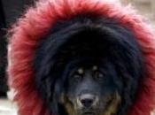 seísmo abril amenaza futuro Mastín Tibetano, raza canina apreciada Asia