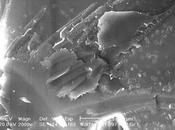 Nuevo estudio refuerza origen biológico "microfósiles" meteorito marciano ALH84001
