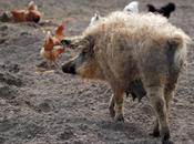 cerdo Mangalica