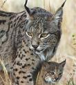 Programa voluntariado ambiental para conservación lince Doñana Sierra Morena