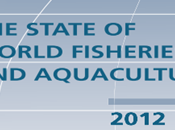 FAO: Estado Pesca Acuicultura 2012