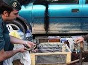 Agentes Protección Naturaleza Gobierno Aragón Seprona detienen personas caza ilegal aves
