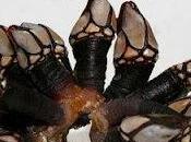 Percebes