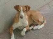 URGENTE!! Perrita abandonado Ronda (Malaga).