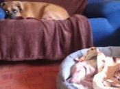 Corcha acogida familia adoptiva esperandola -)))))