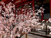 Omikuji (御神籤)
