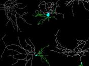 Inteligencia Computacional abre nuevas vías investigación Alzheimer