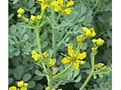 Ruda, característico aroma