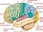 pasa nuestro cerebro mientras dormimos?