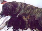 Mastina cachorros recién nacidos refugio. Ladridos Vagabundos (Granada)