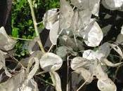 Lunaria Annua: Planta dinero