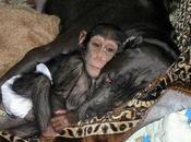 Chimpancé adoptado perra zoológico Rusía