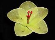 flor verde deseos