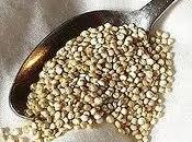 Quinoa: pseudo-cereal rico proteinas, vitaminas minerales gluten)