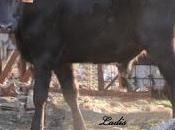 Cuenta atrás para 'encerrona' Juanito Plata