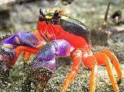 Cangrejo Halloween (Gecarcinus quadratus)