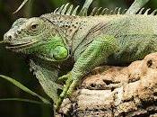 caso iguanas balseras.