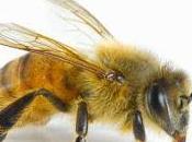 Estudio: Abejas pueden revertir envejecimiento cerebro