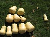 Butternut Squash